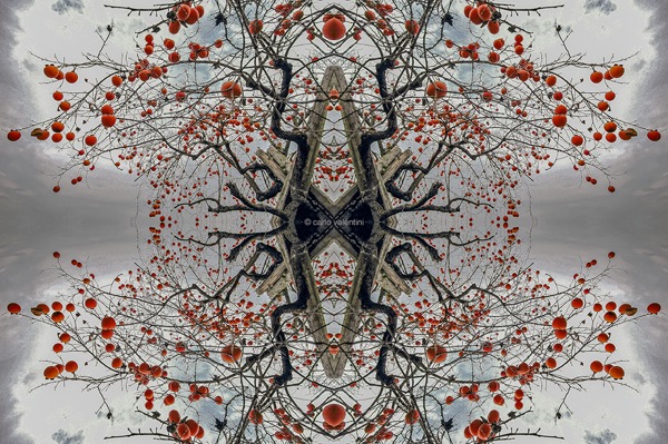 Kaki14art