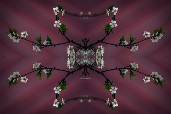 Primavera012art
