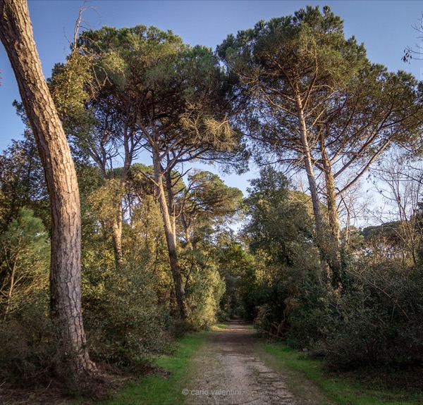 Viareggio6092dec