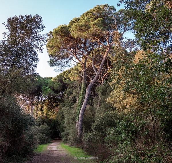 Viareggio6103dec