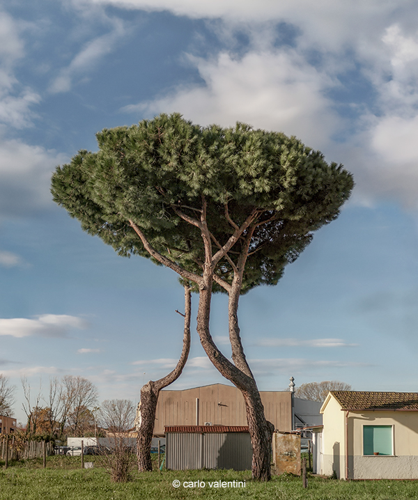 Viareggio8954dec